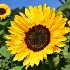 Flowers & plants import export